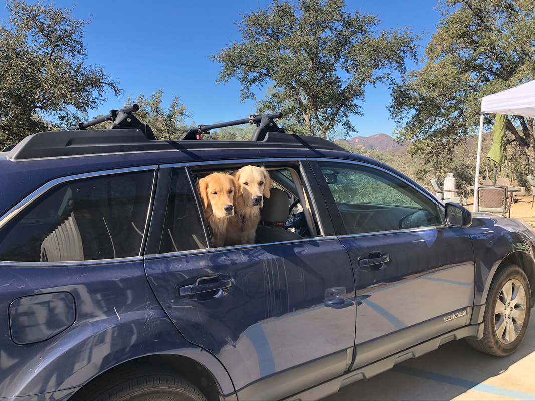 Two Golden Retrievers sticking their heads out of the window of a car parked outside the Soaring Hawk winery.